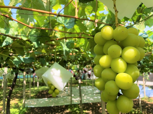 【八千代台発】フルーツ王国山梨でシャインマスカット食べ放題とお米すくい取り♪<コースNo.25-1082-C>(京成トラベル)1